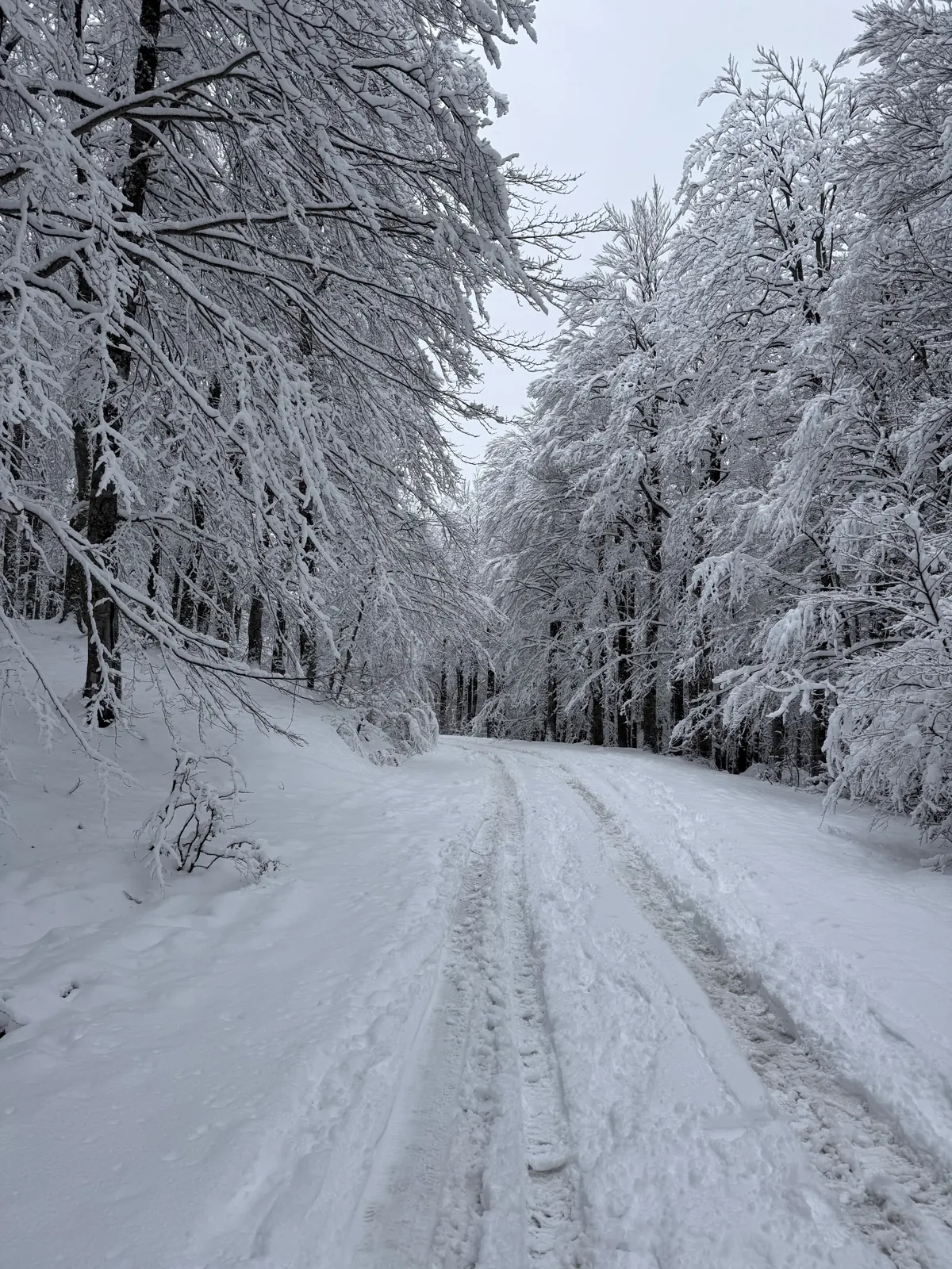 A snow-covered track winding between snow-laden woodland trees